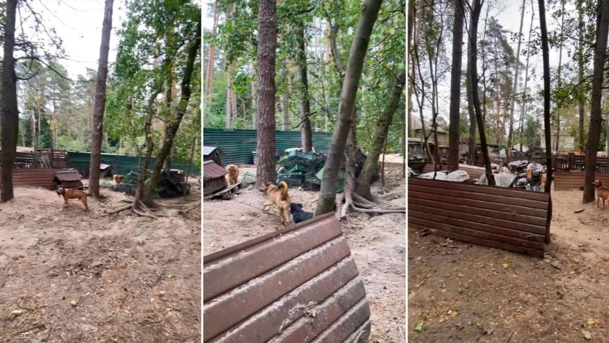 На Оболоні знайшли несанкціонований притулок для 114 собак Притулок для собак серед лісу з деревʼяними вольєрами та будками