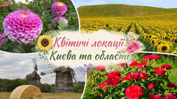 Де у Києві шукати ярмарки на вихідних: адреси у всіх районах, окрім Святошинського Квітучі локації Київщини: жоржини, соняшникове поле, троянди та вітряк у Пирогові — колаж для літнього гіду по паркам і природних зонах