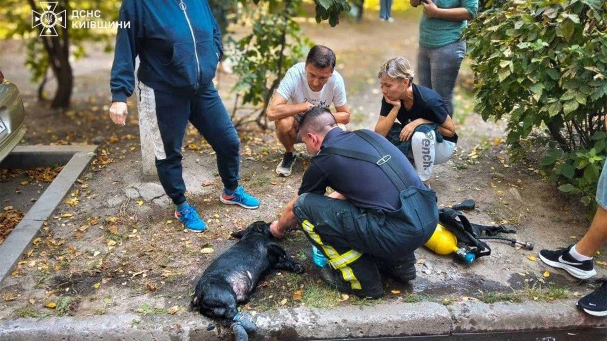 Пожежа у Білій Церкві: евакуювали 10 людей та врятували собаку рятівник надає допомогу врятованому собаці, поряд знаходяться небайдужі люди