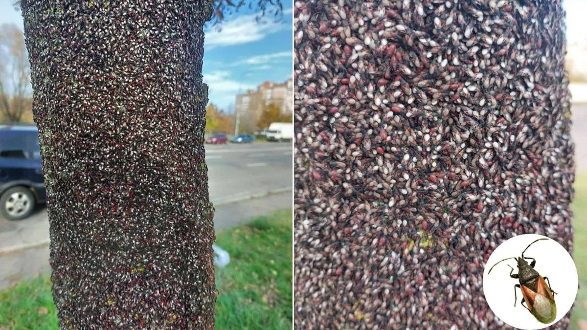 Киянка показала дерево, обліплене тисячами клопів: чи є вони небезпечні для людей Дерево, вкрите клопами і крупний план комахи