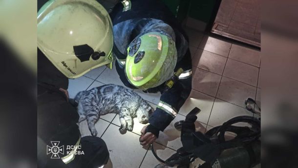 На АЗС в Оболоні вкрав Tesla під час конфлікту — затримали п'яного водія Рятувальник ДСНС Києва надає допомогу коту, врятованому під час пожежі в квартирі на проспекті Воскресенському у Дніпровському районі