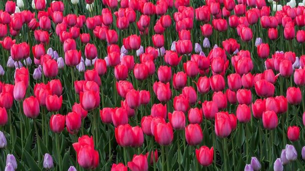 Прогноз погоди на 30 квітня: у Києві та області буде сухо й до 20° тепла квіти