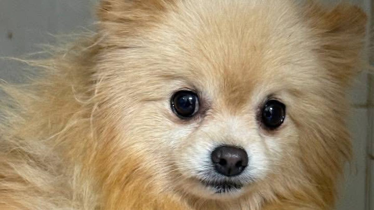 Собаці з хворим серцем шукають родину в Києві: історія Оладки Собака Оладка