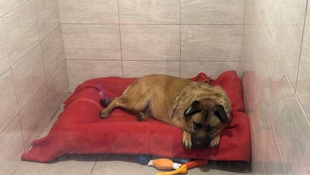 Пес Міша, якого не пускали в метро, отримує належний догляд — поліція Пес Міша, якого не пускали в метро, отримує належний догляд — поліція