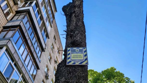 «Літо в Софії»: освітній табір для дітей у Київському заповіднику Стовбур 150-річного каштана Іващенка на Печерську з охоронною табличкою Природно-заповідного фонду України — крона знищена буревієм