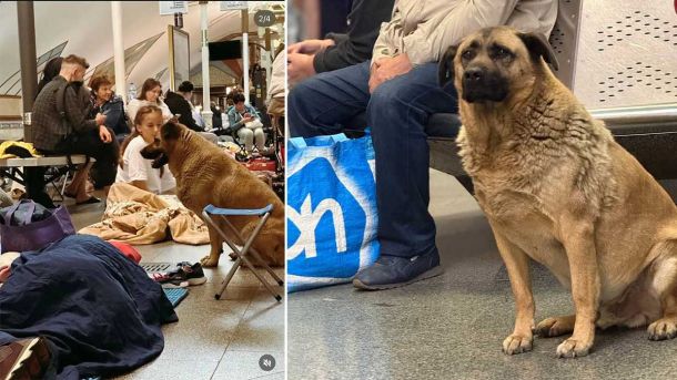 Пес Міша, якого не пускали в метро, отримує належний догляд — поліція Пес Міша, якого не пускали в метро, отримує належний догляд — поліція