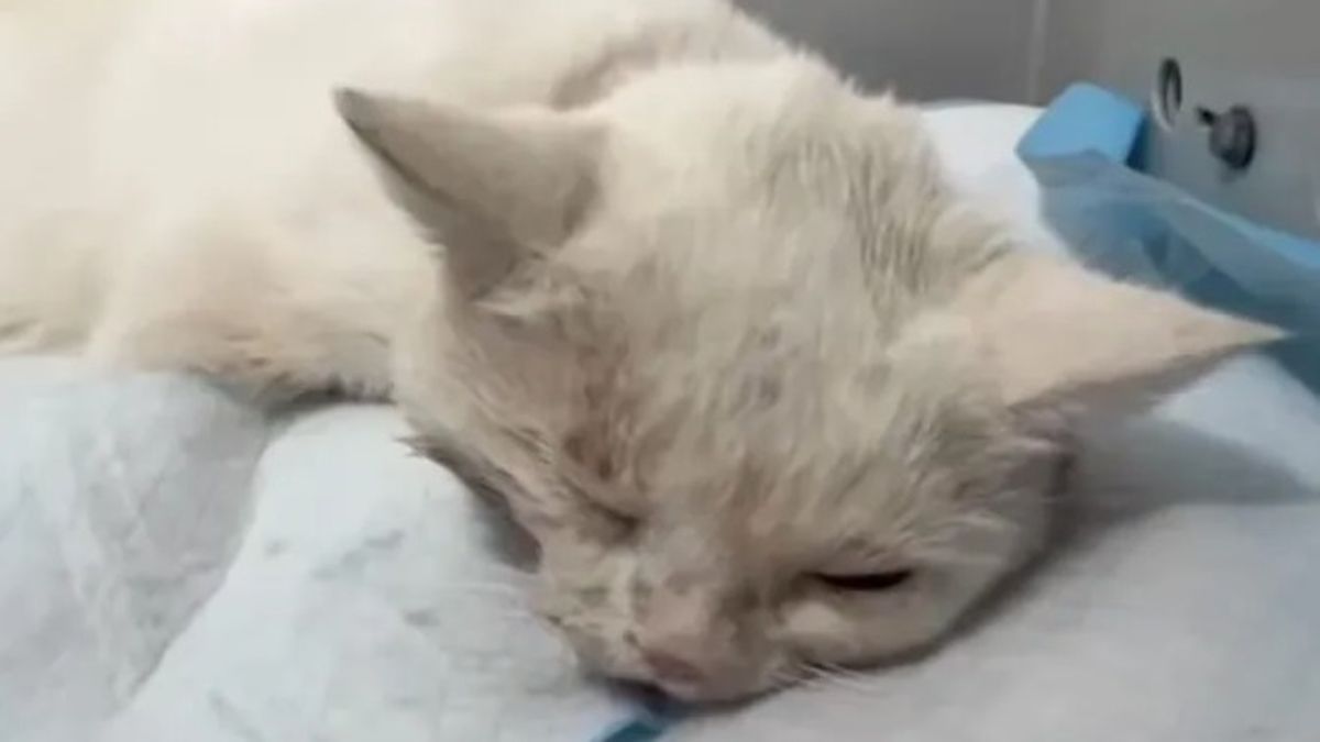 Котик Білявчик, якого збила автівка в Ірпені, пережив операцію і лікується Білий кіт у тяжкому стані лежить на медичній підстилці, його очі напівзаплющені