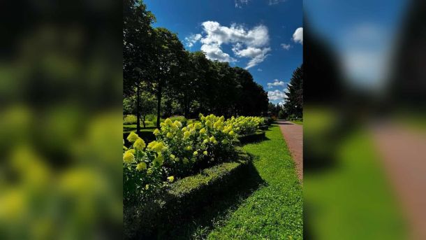 Готелі для комах на Київщині: планують 50 локацій Кущі гортензій із пишними жовто-білими суцвіттями цвітуть уздовж доріжки в київському парку