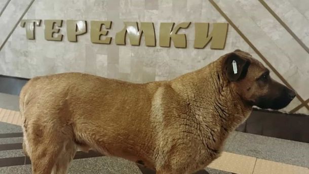 Волонтерам, які врятували пса Мішу з Теремків, надходять погрози Пес Міша стоїть в метро, це велика бежева собака без породи, він стоїть на фоні надпису Теремки