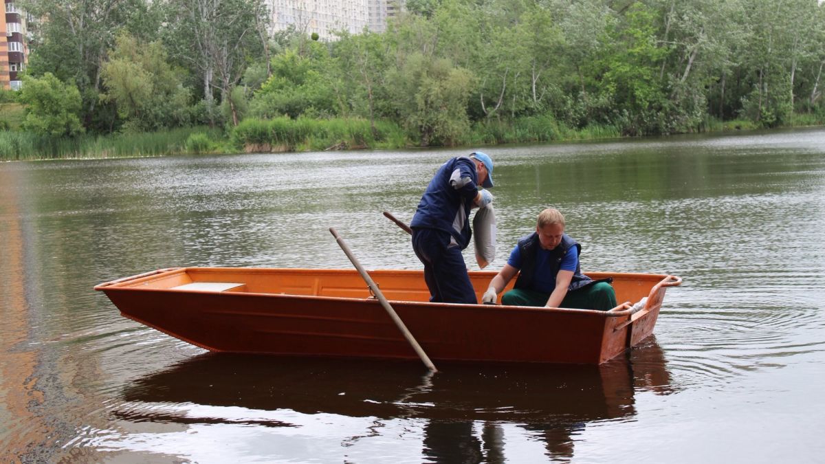 Київські озера оздоровлюють біоактиватором: «Жандарку» вже обробили Київські озера оздоровлюють біоактиватором: «Жандарку» вже обробили