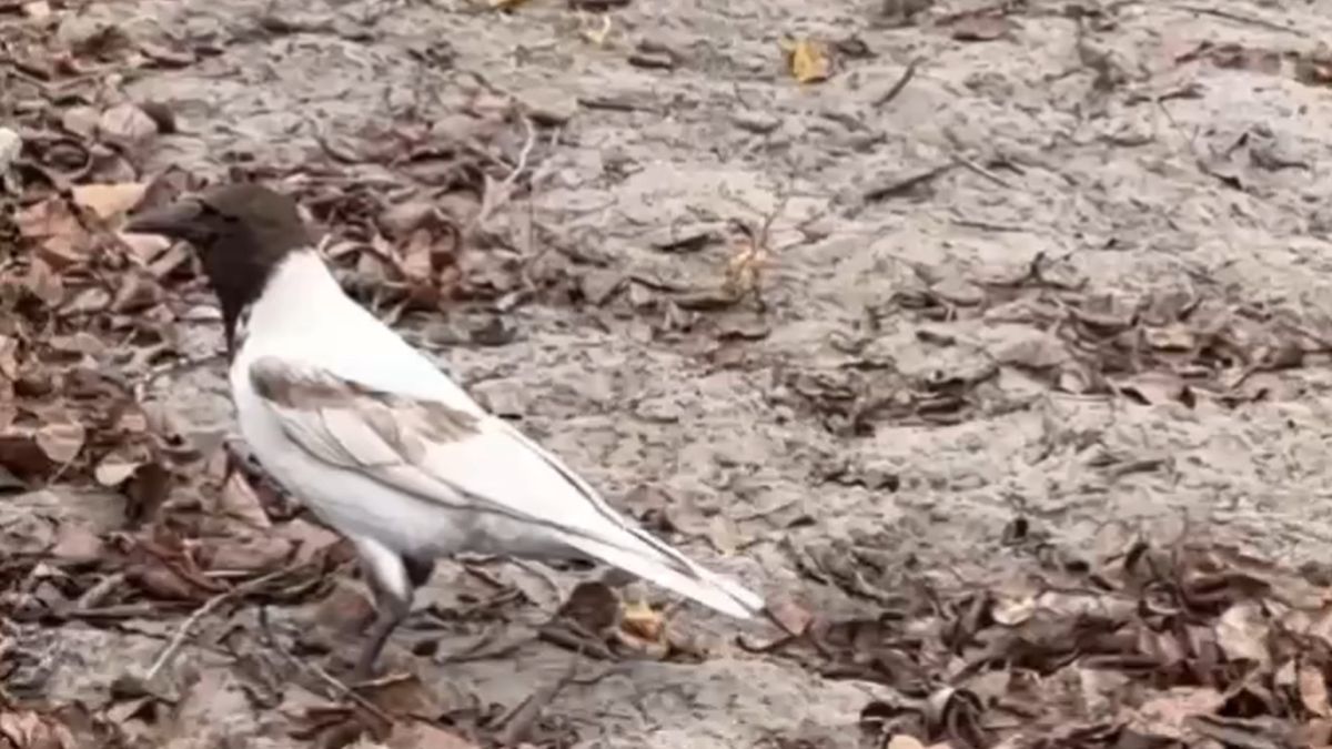 «Біла ворона» на Оболоні: що відомо про рідкісного птаха Ворона незвичного кольору - голова чорна, а тулуб білий