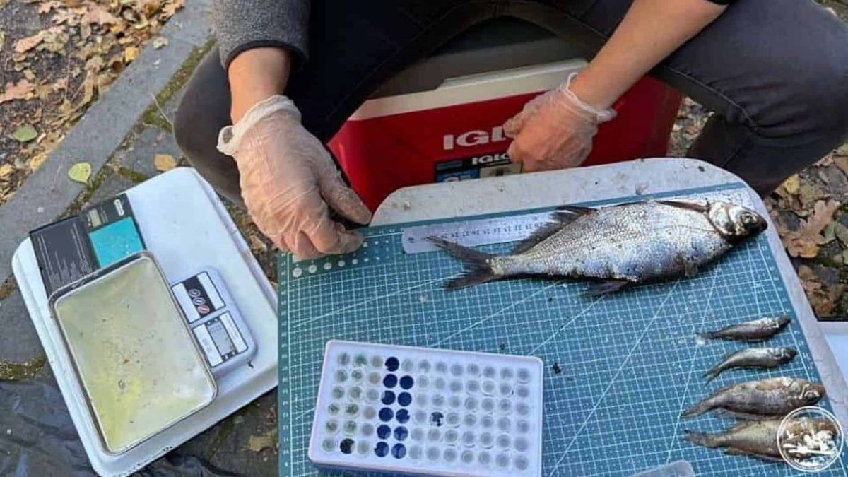 Чорнобиль: з річок зникли стерлядь та вугор Дослідження риби