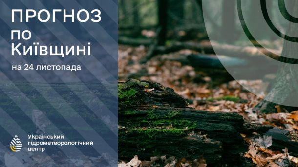 Київщина: «мобілізованого» кота повернули господарям Ліс і мох в осінню пору