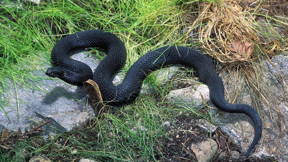 На Київщині помітили рідкісну отруйну гадюку Нікольського: що потрібно знати для безпеки На Київщині помітили рідкісну отруйну гадюку Нікольського: що потрібно знати для безпеки