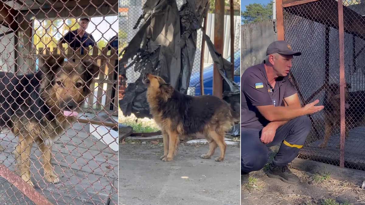 Собака Джессі, яка втратила господаря під час обстрілу, живе з рятувальниками ДСНС Собака Джессі, яка втратила господаря під час обстрілу, живе з рятувальниками ДСНС