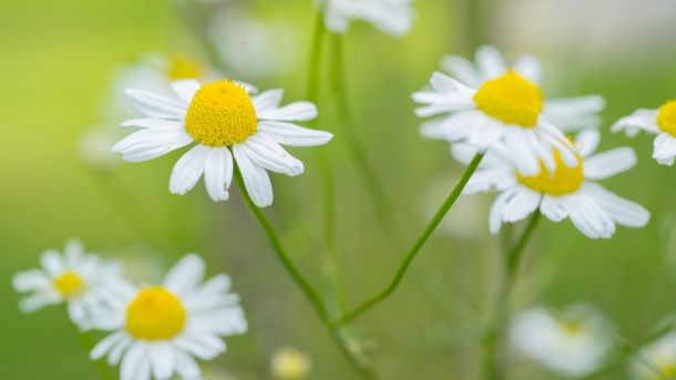 Прогноз погоди на 22 травня: Київ та область очікують сонячний і теплий день Прогноз погоди на 22 травня: Київ та область очікують сонячний і теплий день