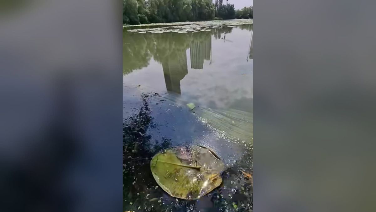 Озеро Небреж в Осокорках: кишкова паличка перевищує норму у сотні разів Плівка забруднення та сміття на поверхні води озера Небреж на Осокорках із відображенням новобудов