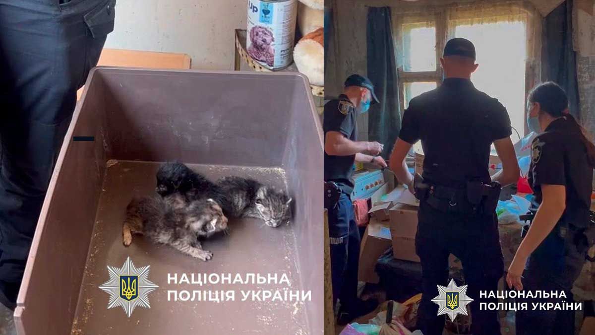 У Києві врятували дев’ять котів, які тиждень були зачинені у квартирі після смерті господарки У Києві врятували дев’ять котів, які тиждень були зачинені у квартирі після смерті господарки