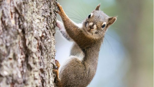 Погода у столиці – короткочасне похолодання перед великоднім потеплінням Білка у парку