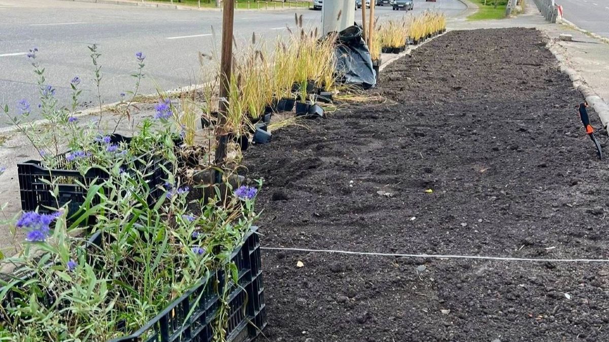 У Голосіївському районі висадили 580 нових рослин Уздовж дороги підготовлена грядка чорної землі з розсадою квітів у контейнерах