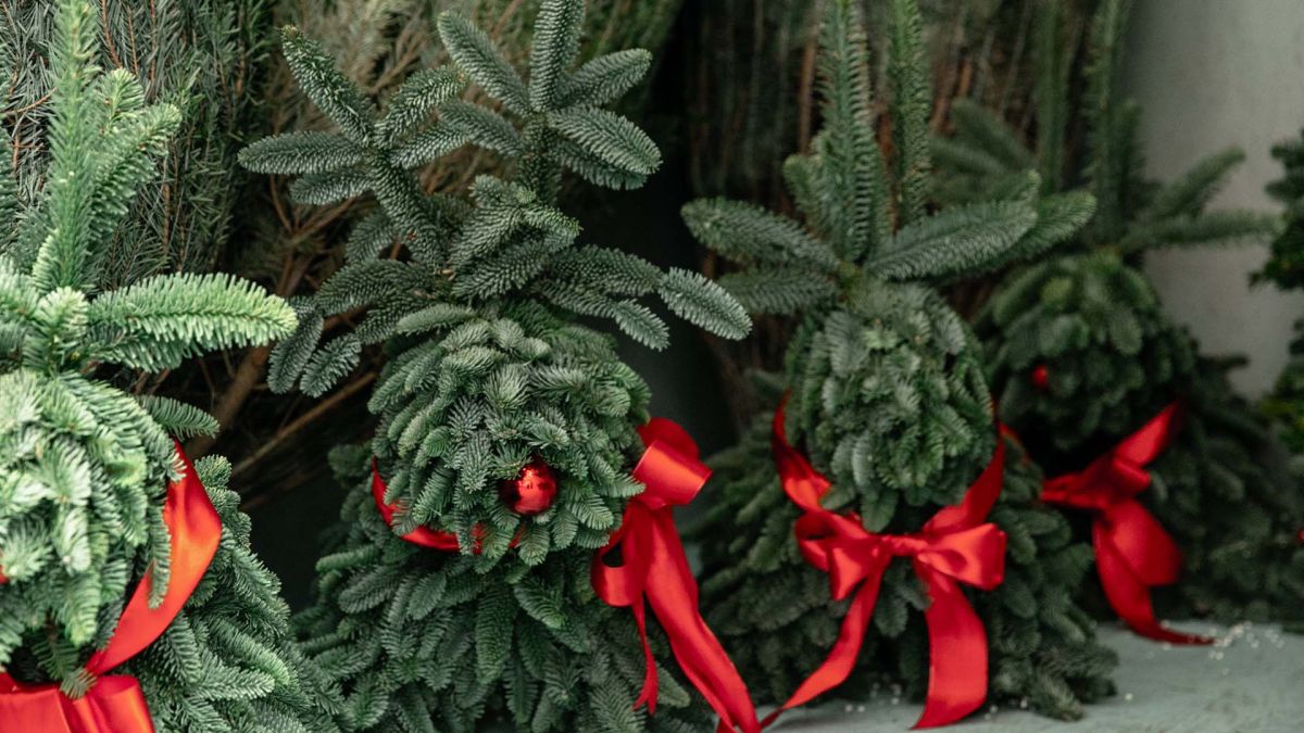 У Києві посилили контроль за вирубкою ялинок Невеликі ялинки з червоними стрічками