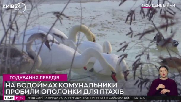 На Київщині 15 ветеранів взяли участь у тренуваннях з катання на адаптивних лижах Лебеді і качки у пробитій ополонці для птахів