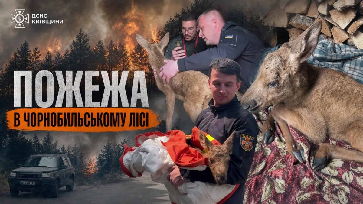 Пожежа в Чорнобильському лісі: рятувальники врятували лосеня Рятувальники ДСНС Київщини обігрівають та напувають лосеня, знайдене під час гасіння пожежі в Чорнобильському лісі
