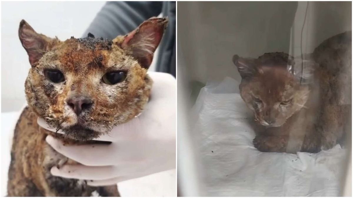 У Києві після удару дрона рятувальники врятували обпечене кошеня — загинула родина волонтерів У Києві після удару дрона рятувальники врятували обпечене кошеня — загинула родина волонтерів