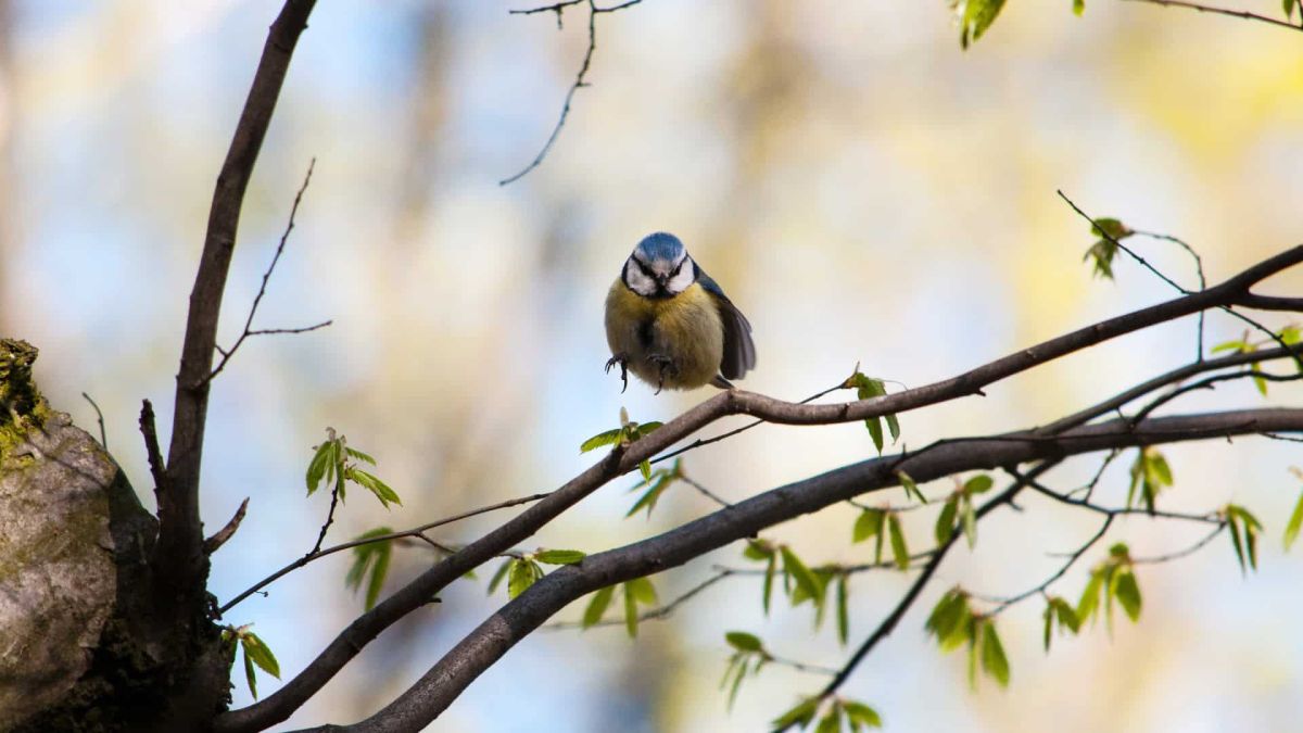 «Лісова енциклопедія» від WWF: як дерева впливають на Київ Синиця блакитна на гілці дерева у Голосіївському національному природному парку Києва — символ міського біорізноманіття
