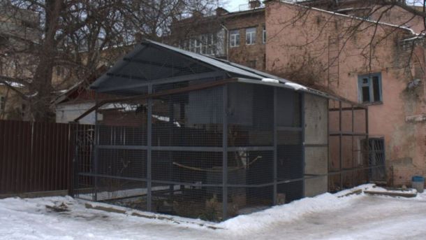 Як ДІАЗ рятує музей «поета місячних ночей» на Дегтярній Дворик з воронами на Рейтарській, 9