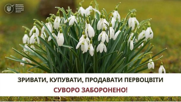 Що входить у тариф на управління будинком: розбір РМБО з Оболоні Інфографіка із зображенням підсніжників та написом: зривати, купувати, продавати первоцвіти суворо заборонено