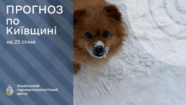 Київ 25 січня: сніг, ожеледиця та мороз до -10° Песик на снігу