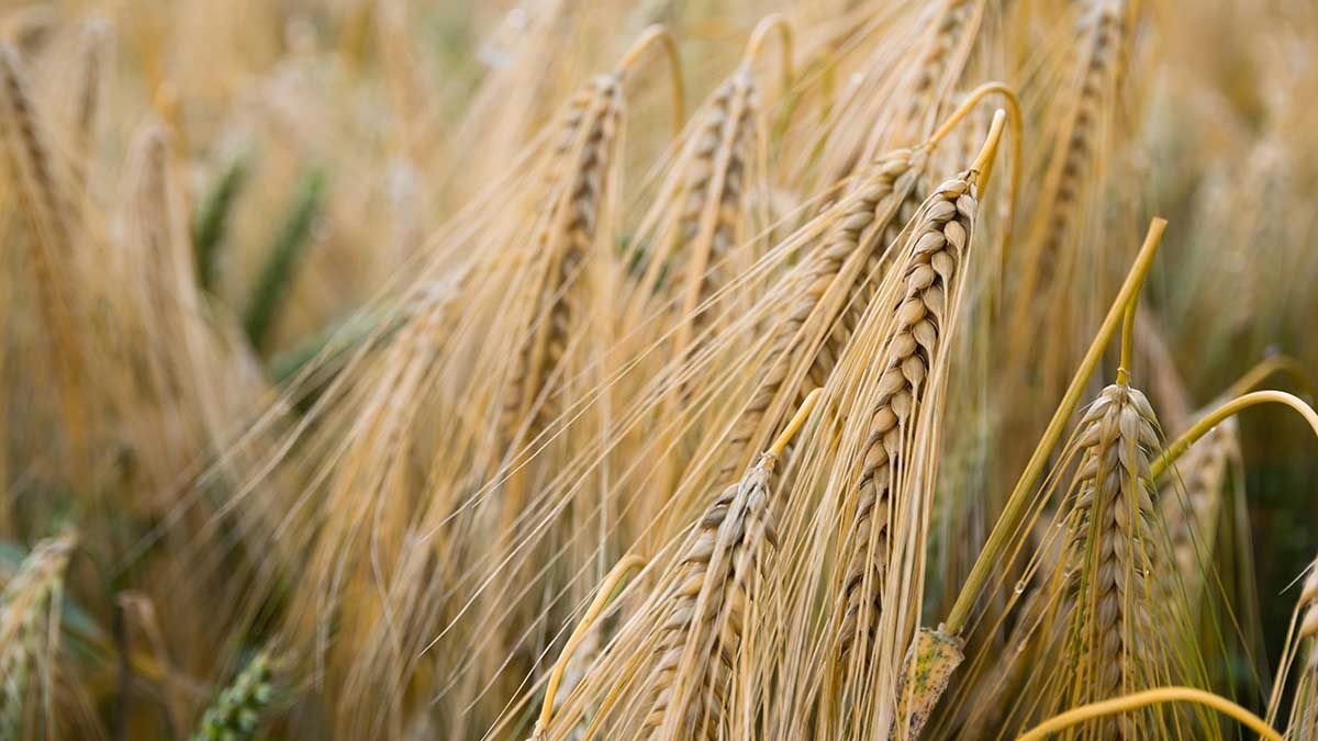 Київщина серед регіонів, які відчують новий формат агроекспорту: ЄС і Україна погодили нові квоти Київщина серед регіонів, які відчують новий формат агроекспорту: ЄС і Україна погодили нові квоти