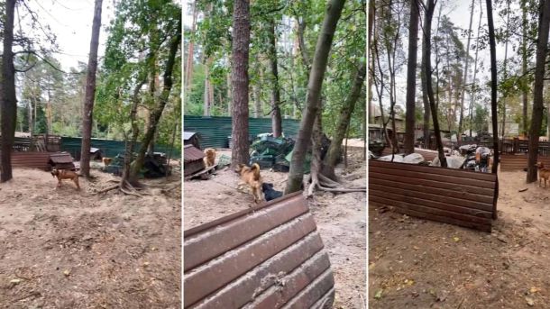 У NAMU відкрилася перша за 25 років персональна виставка Олександра Мурашка Притулок для собак серед лісу з деревʼяними вольєрами та будками