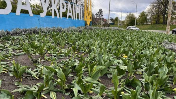 У Святошинському районі облаштують зону активних розваг біля ставка на Нивці Вандали знищили клумби тюльпанів у двох районах Києва