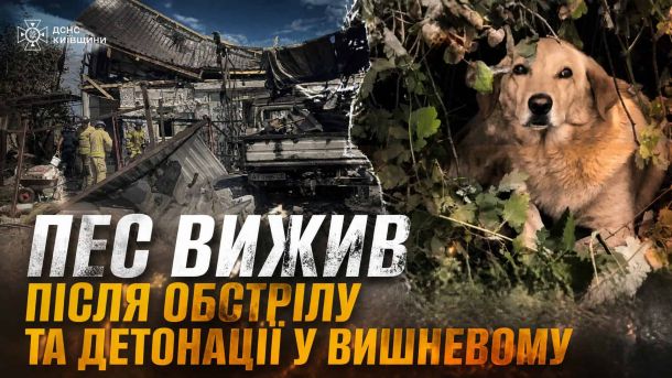 Викрав ВАЗ у Броварах: затримали раніше судимого зловмисника Колаж: зруйнований обстрілом будинок у Вишневому та пес, який вижив після пожежі й вибуху
