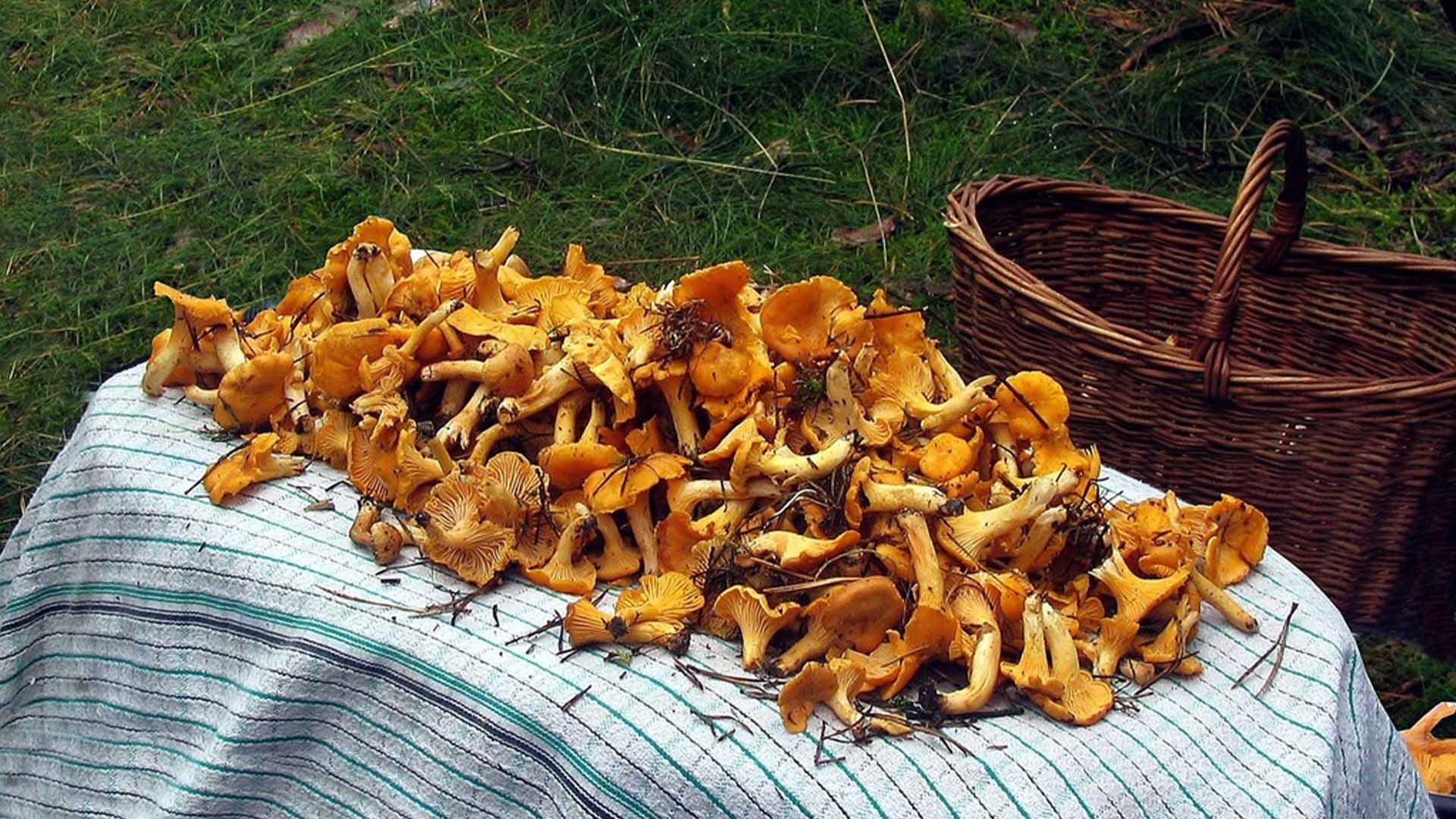 Велика кількість лисичок, зібраних грибником