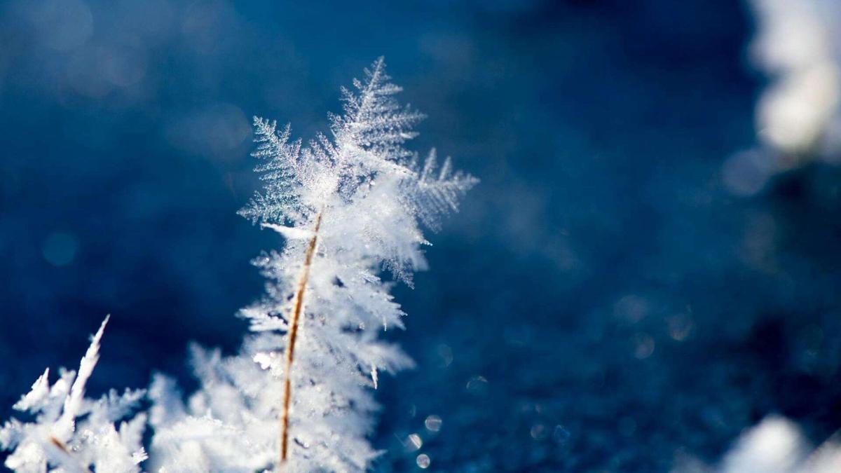 На Київщині прогнозують заморозки до -3°: оголошено жовтий рівень небезпеки Крупний план сніжинки на тонкій гілочці, вкритій інеєм