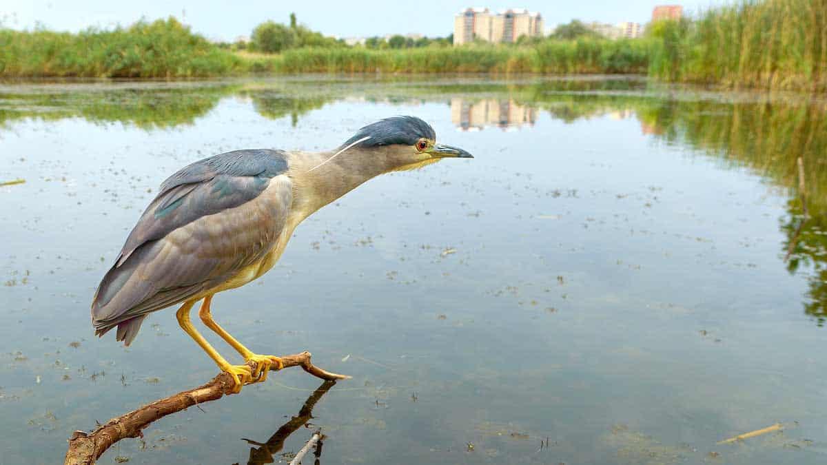 Кличко не підтримав створення парку на Антоновича
