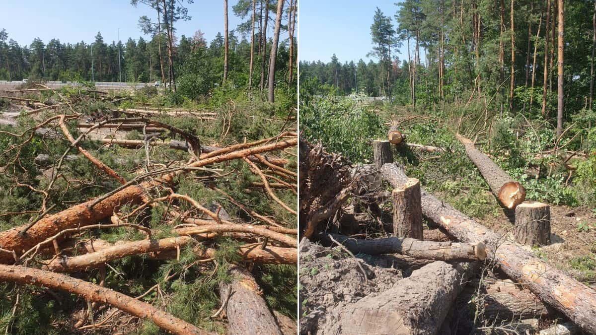 У КМДА планують скасувати заборону суцільних вирубок лісів, екологи б’ють на сполох Свіжозрубані сосни в лісі
