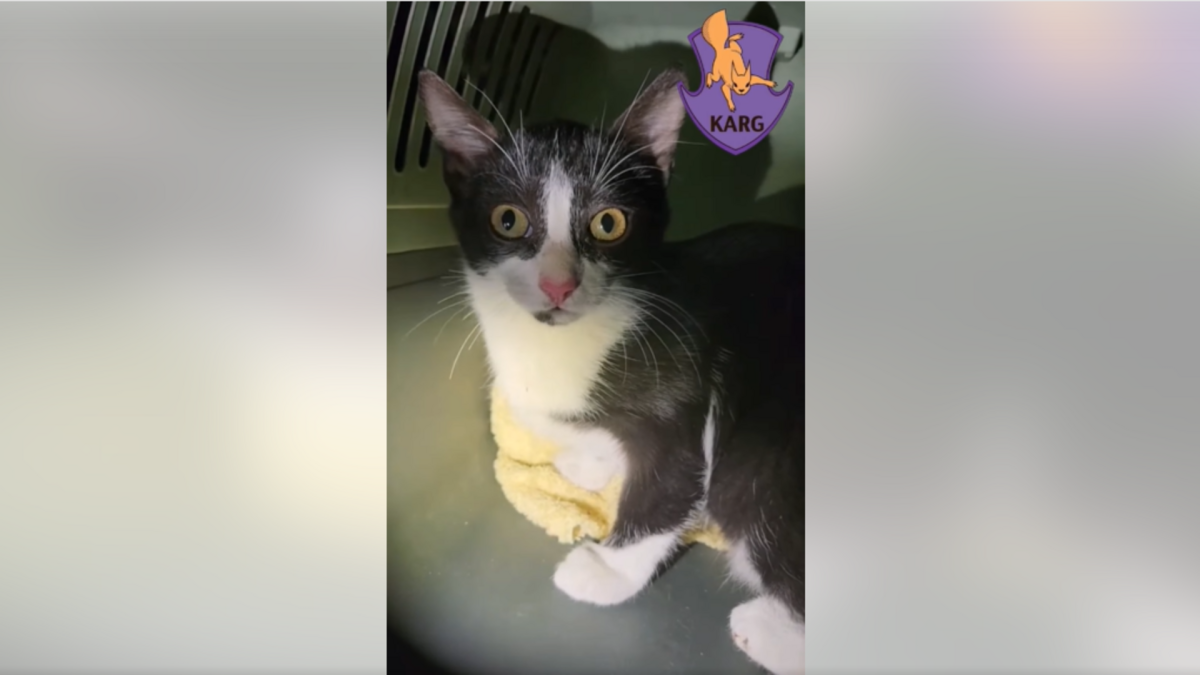 Кіт, якого рятувальники дістали з вентиляційної шахти одного з будинків у Києві, де тварина пробула кілька днів