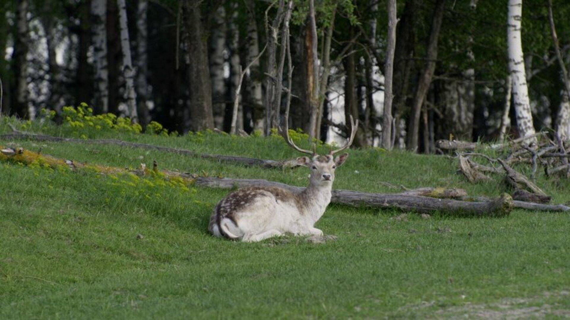 Олень лежить на траві