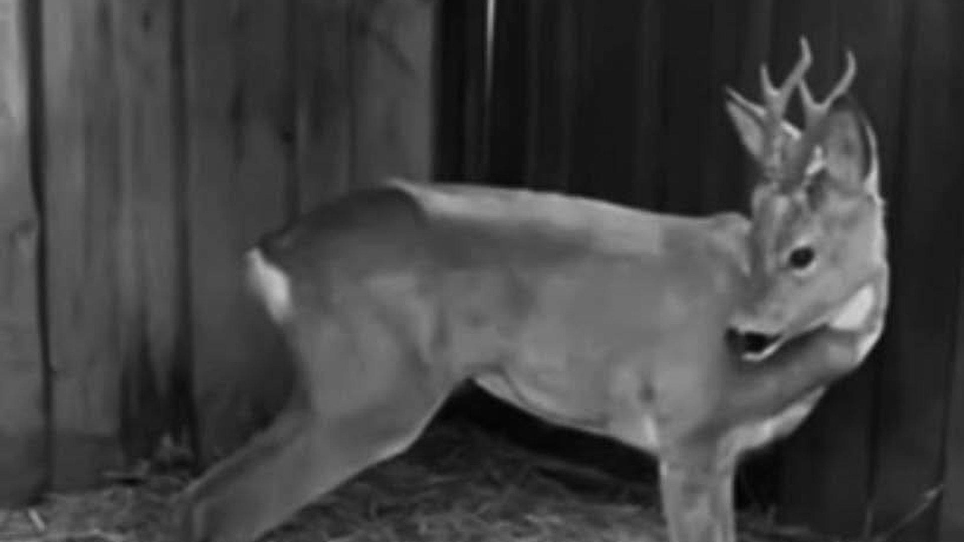 чорно-біле фото косулі, яка дивиться вбік