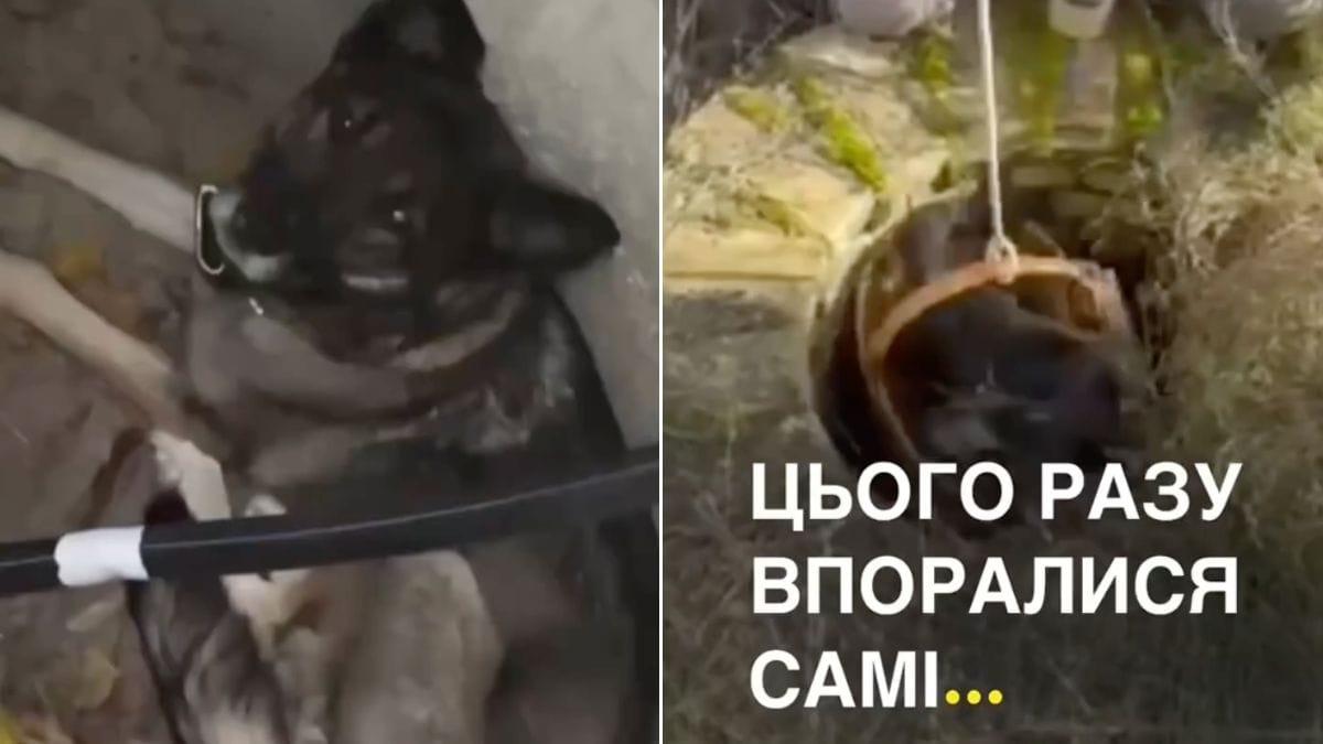 Бориспільські електрики за два дні врятували двох тварин, що застрягли в люках (відео) Працівники ДСНС рятують собаку та кота