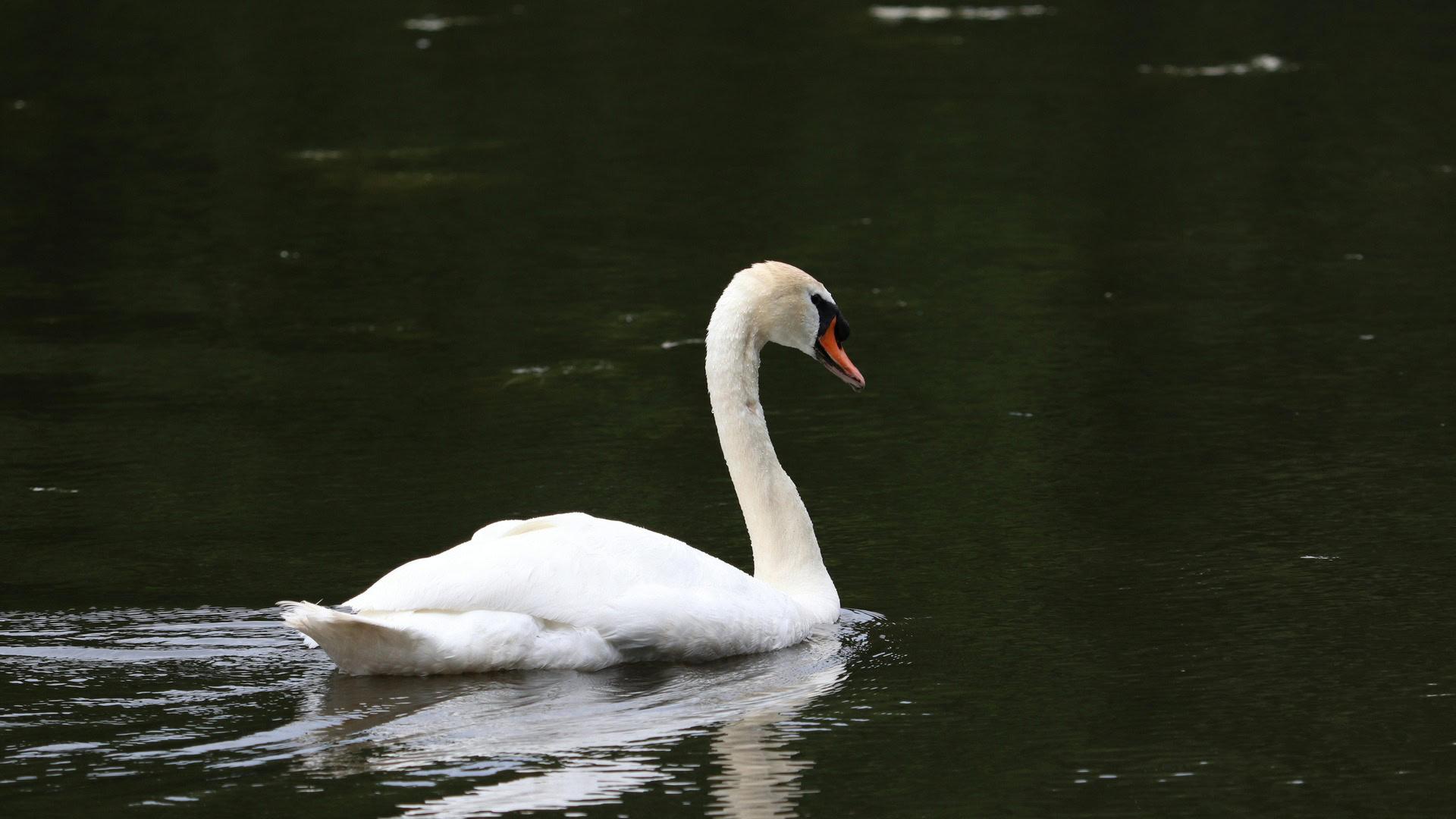 Білий лебідь на воді