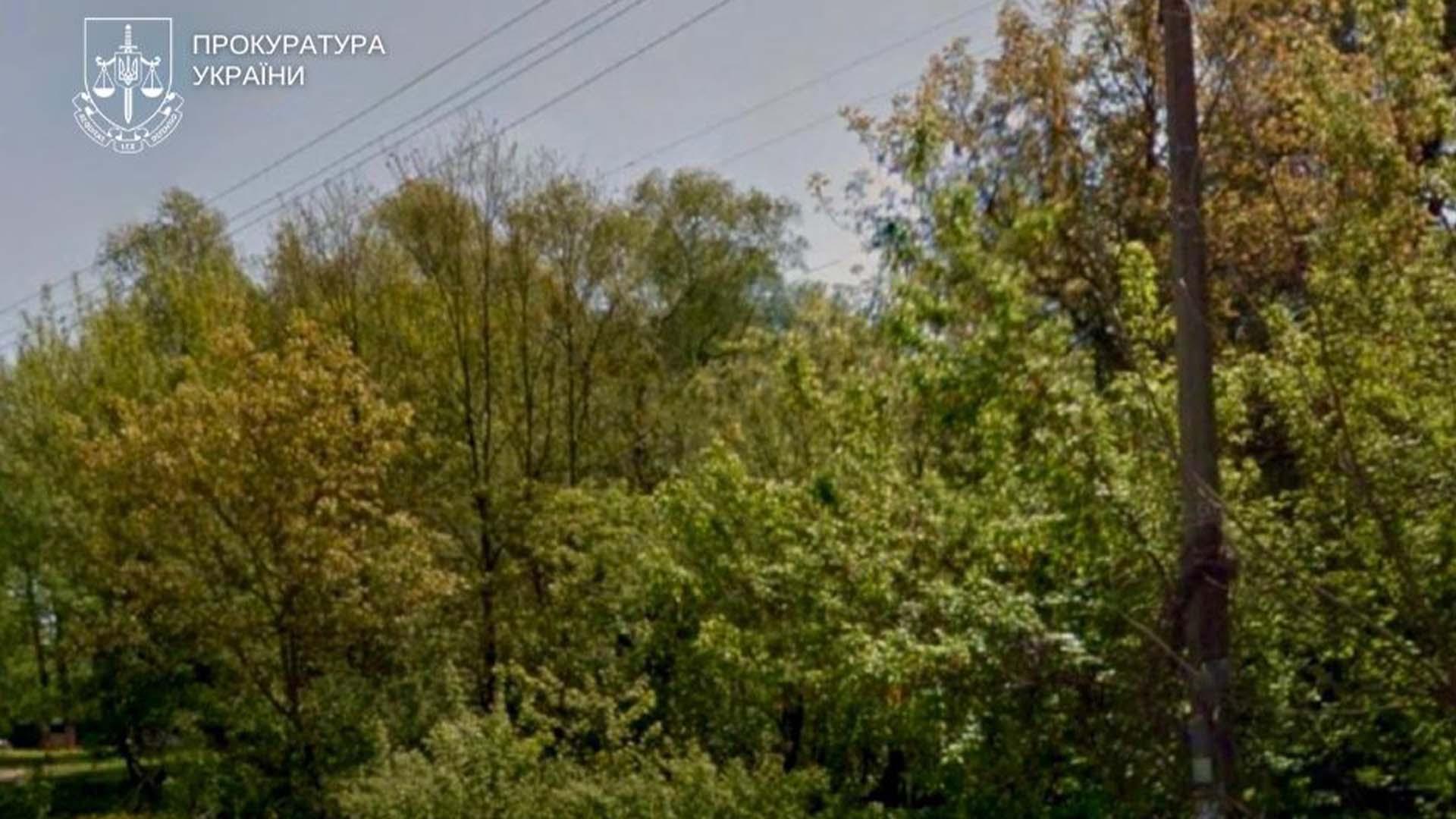 Територія, на якій ростуть дерева