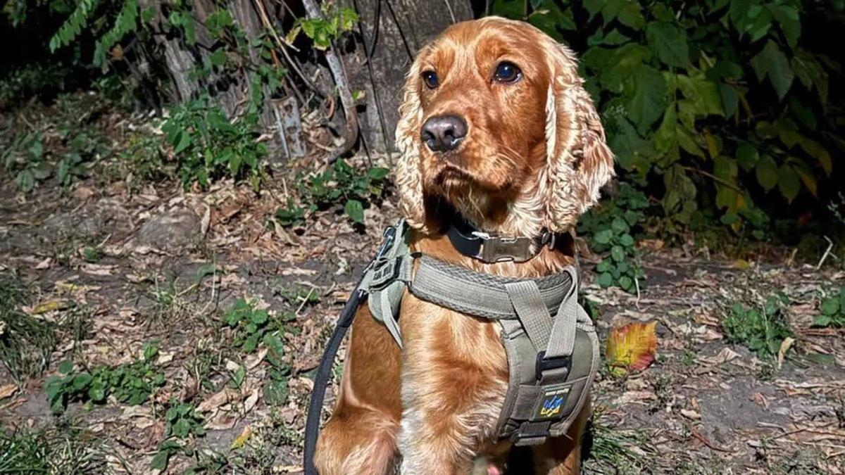 Пес-розвідник у поліцейській формі сидить на вулиці