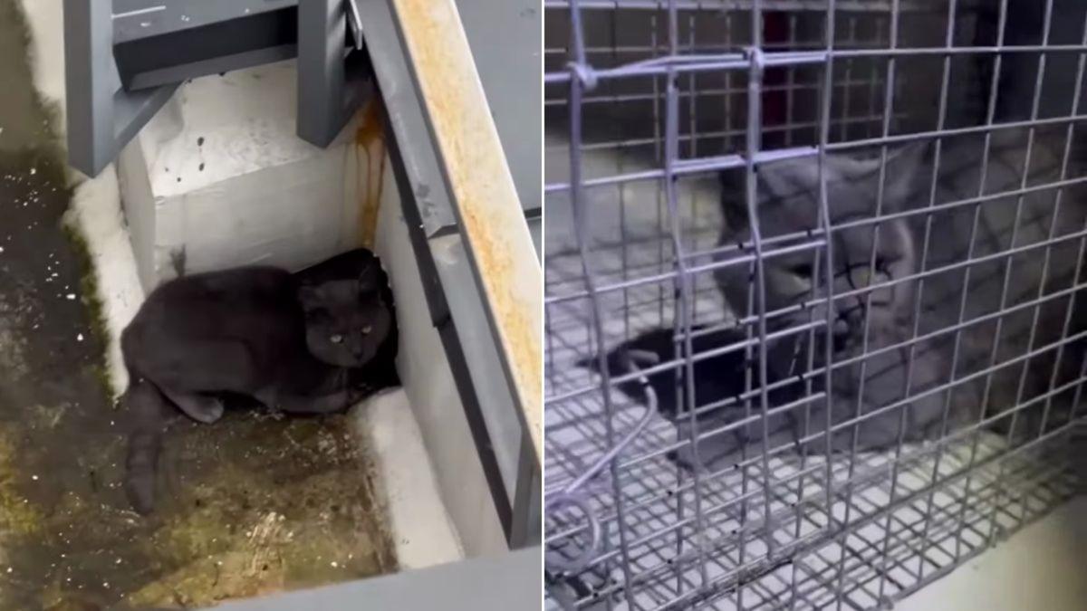 Зліва: сірий кіт забився у куток на даху; Справа: той самий кіт у металевій клітці після порятунку