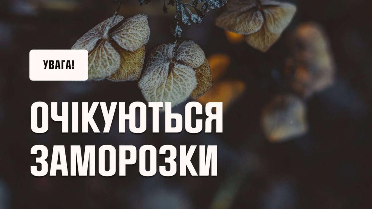 Київські водії, увага: перелік регіонів, де буде ожеледиця Листочки дерев, на яких зʼявився перший лід