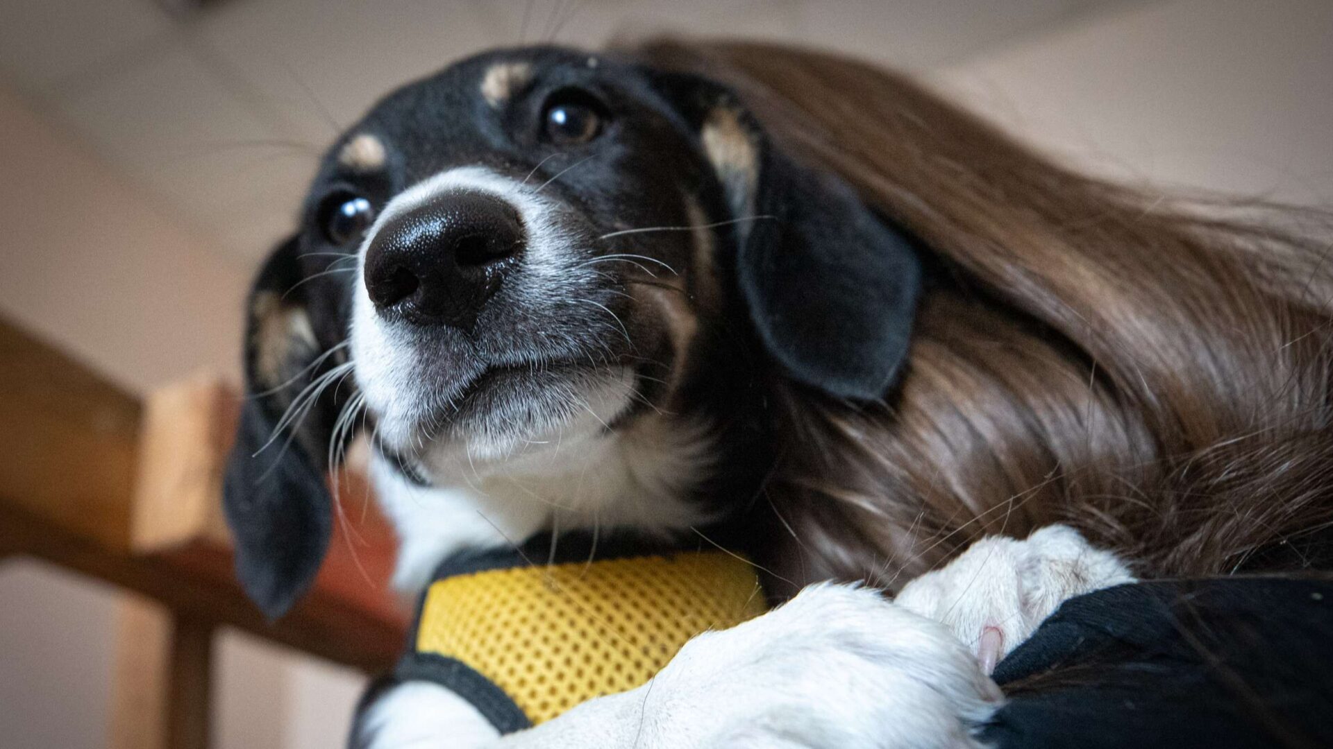 Собака на руках в молодої жінки